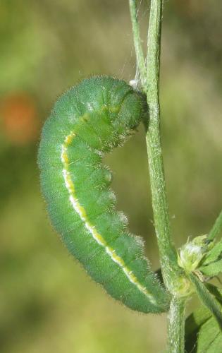 Réf. 307 935 : Colias hyale